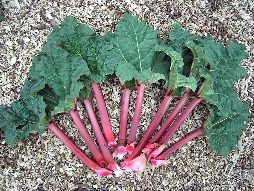 rheum rhabarbarum plant showing characteristic features
