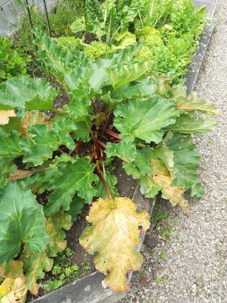 rheum rhabarbarum plant showing characteristic features
