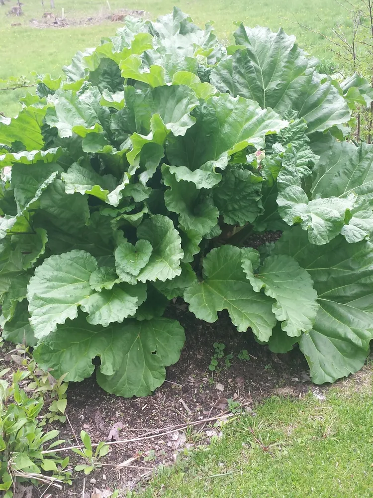 rheum rhabarbarum plant showing characteristic features
