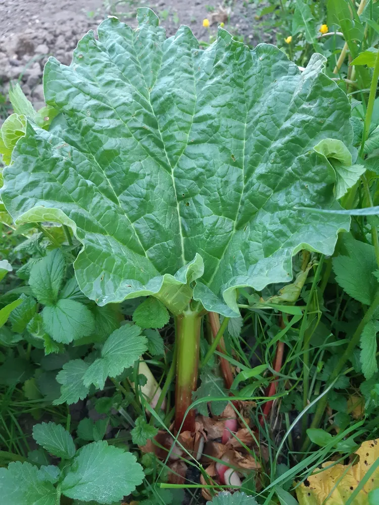rheum rhabarbarum plant showing characteristic features