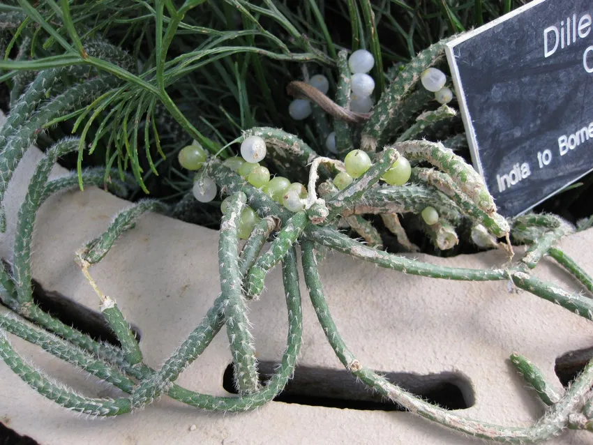 rhipsalis baccifera plant showing characteristic features