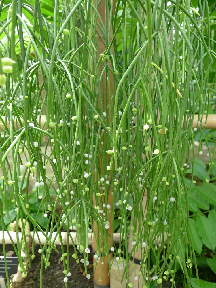 rhipsalis baccifera plant showing characteristic features