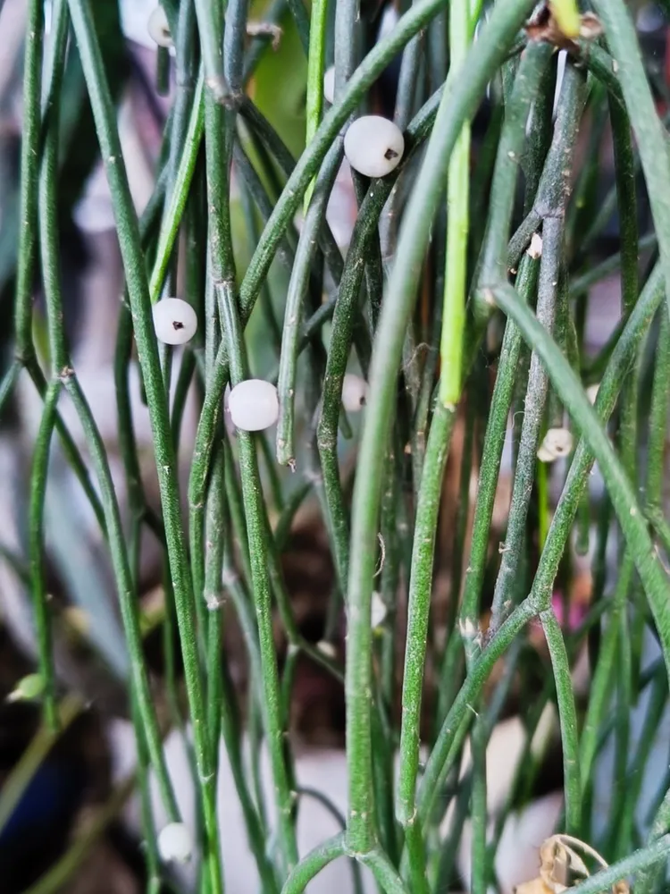 rhipsalis baccifera plant showing characteristic features