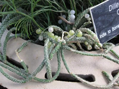 thumbnail rhipsalis baccifera