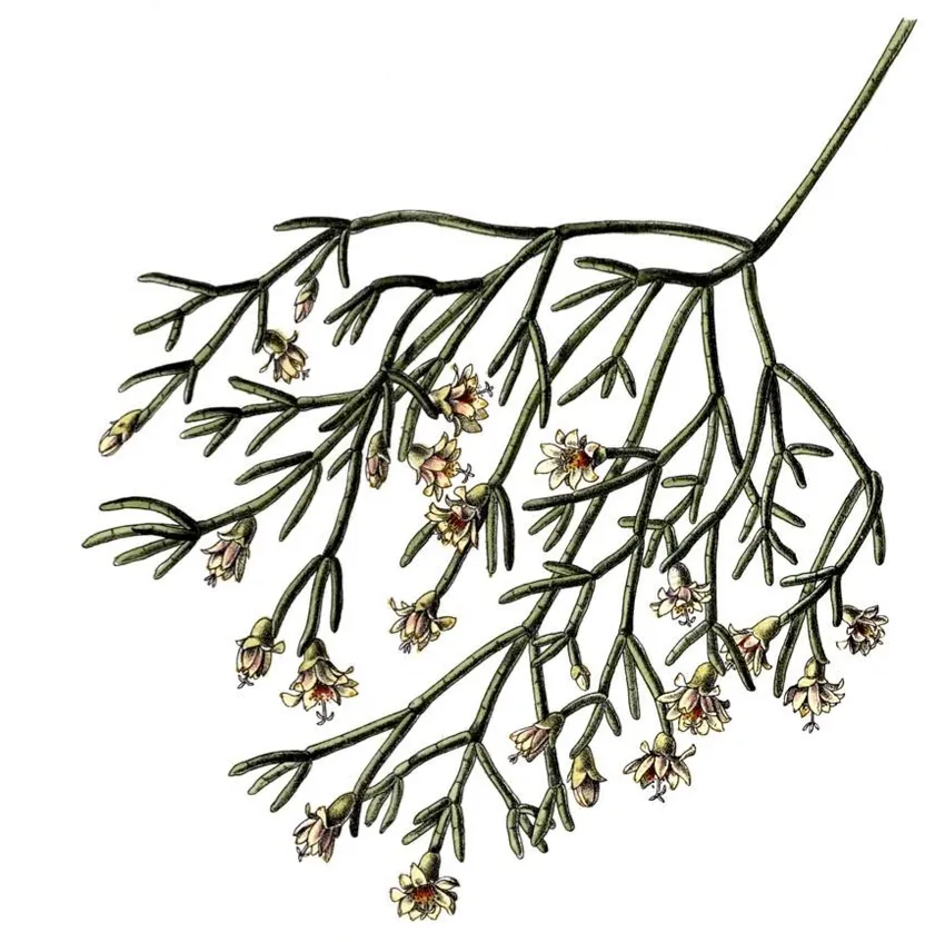 rhipsalis campos-portoana plant showing characteristic features