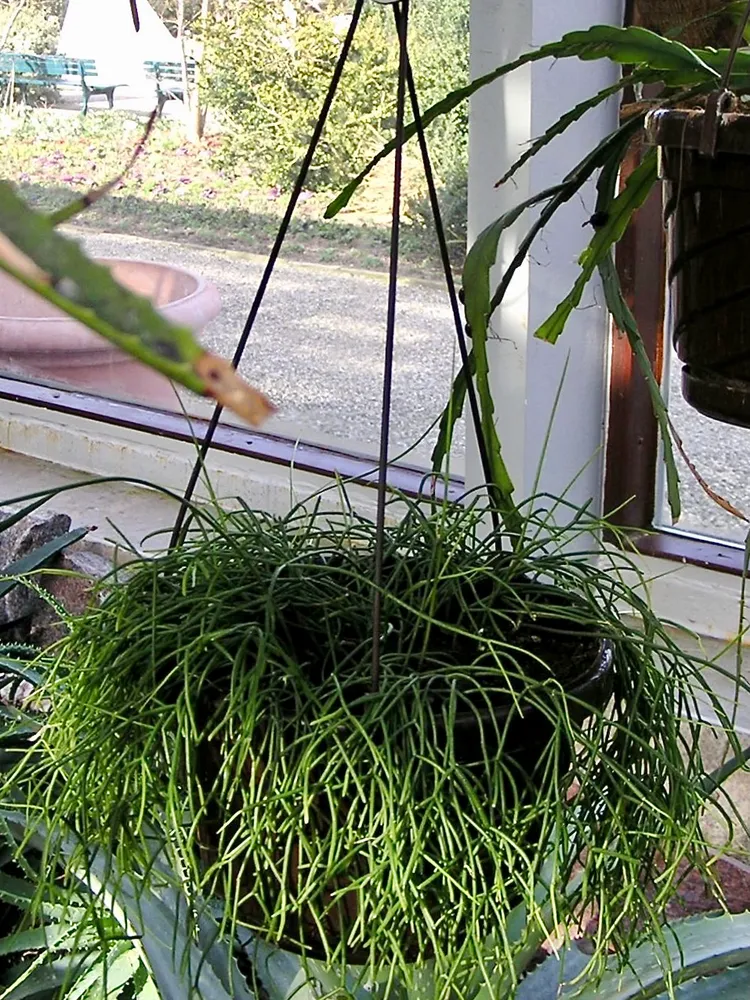 rhipsalis campos-portoana plant showing characteristic features