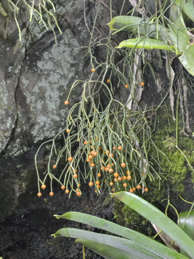 rhipsalis campos-portoana plant showing characteristic features