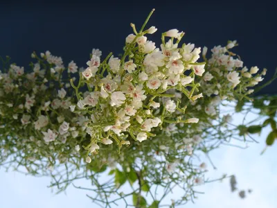 thumbnail rhipsalis cereuscula