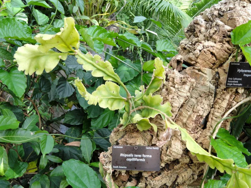 rhipsalis crispata plant showing characteristic features