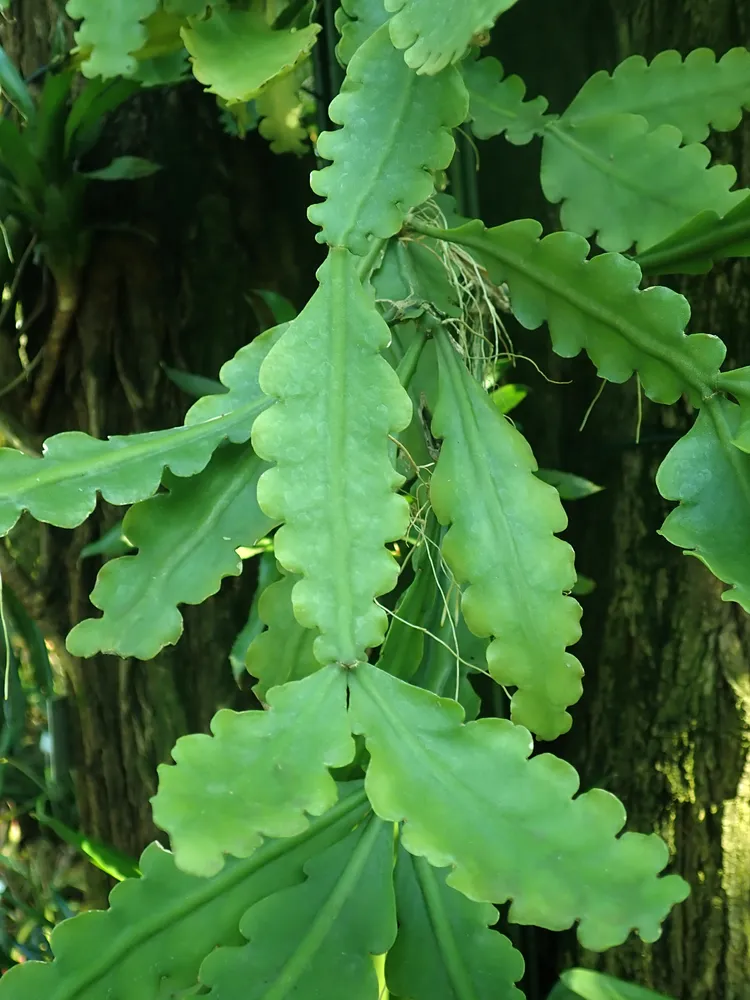 rhipsalis crispata plant showing characteristic features