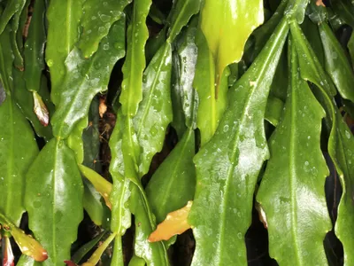 thumbnail rhipsalis crispata