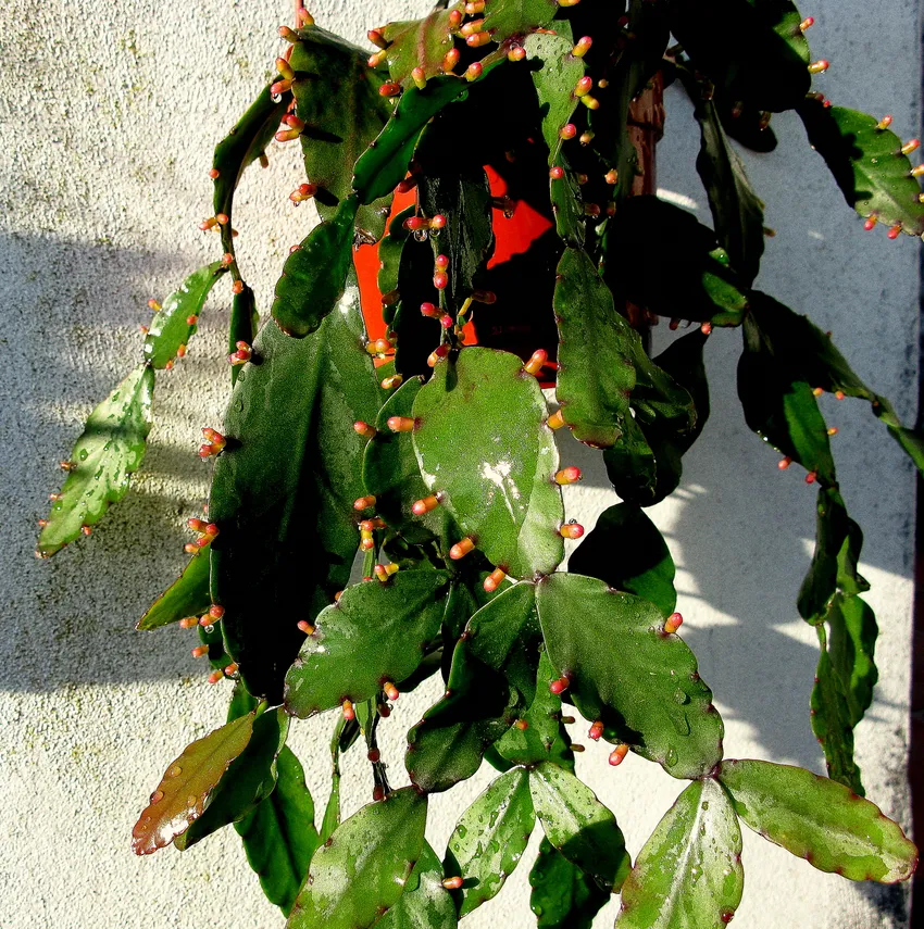 rhipsalis elliptica plant showing characteristic features