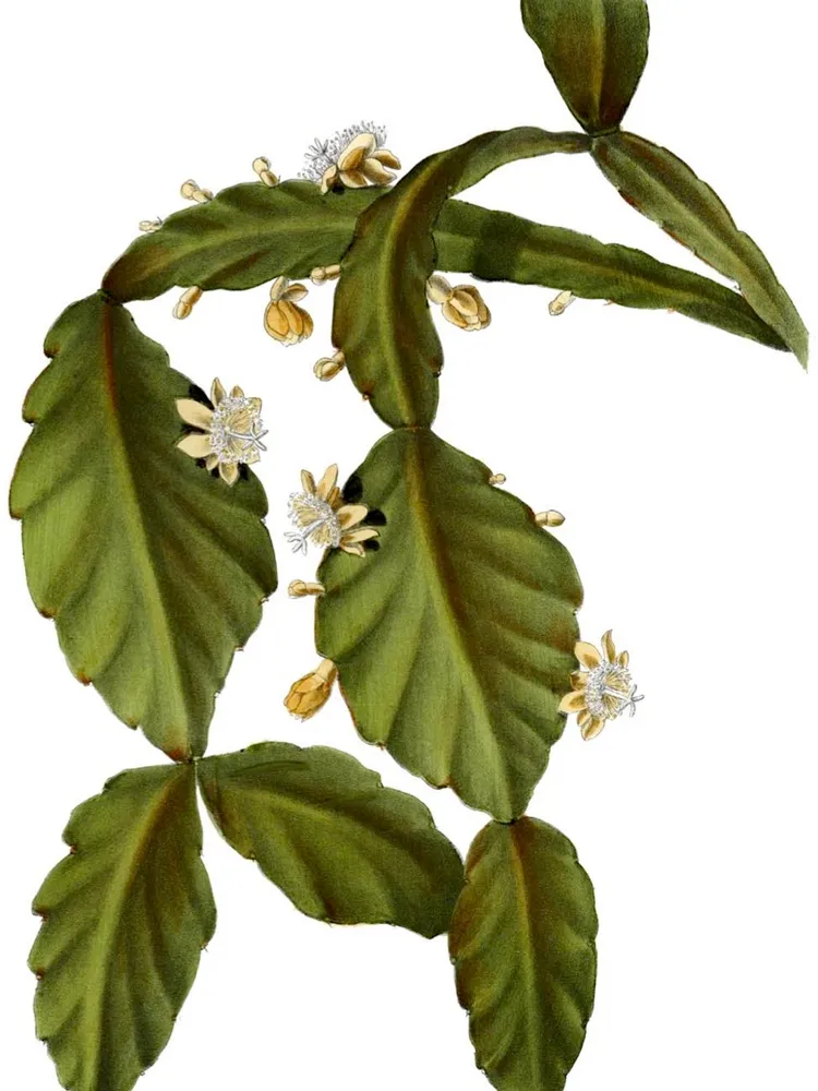 rhipsalis elliptica plant showing characteristic features