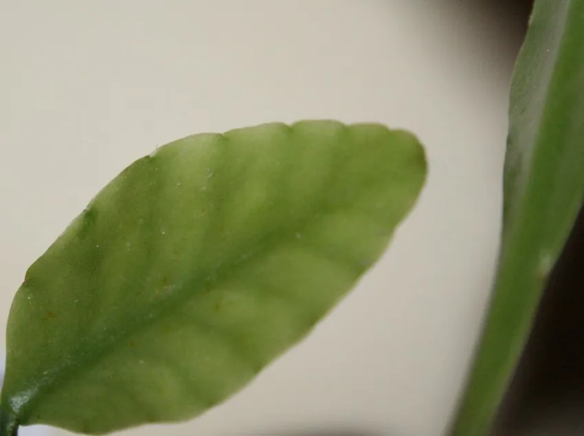 rhipsalis elliptica plant showing characteristic features