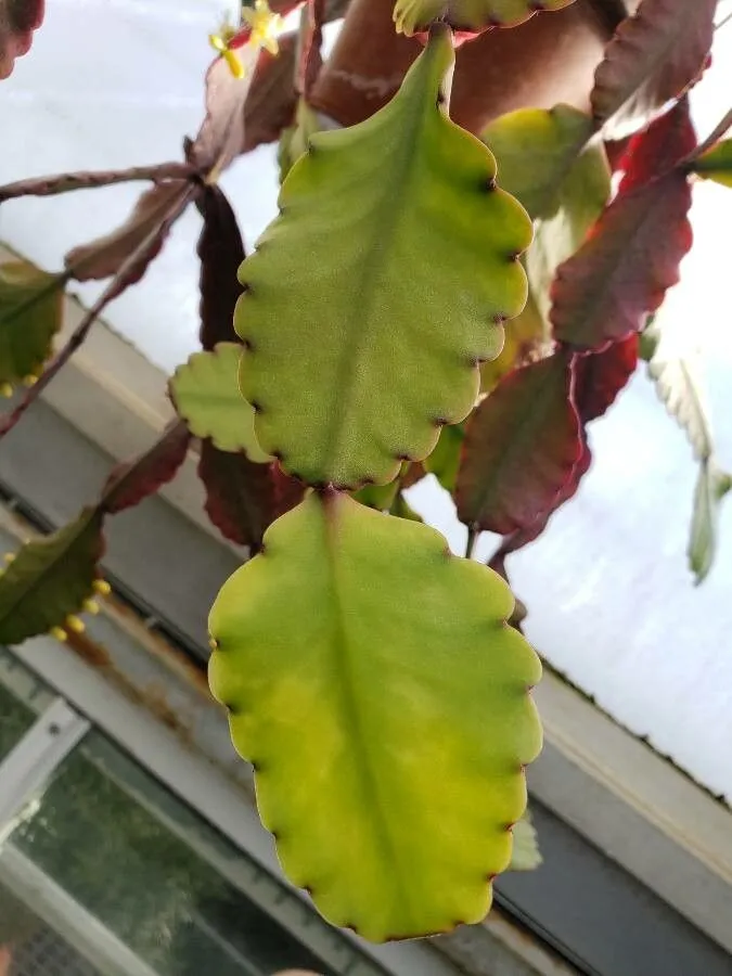 rhipsalis elliptica plant showing characteristic features