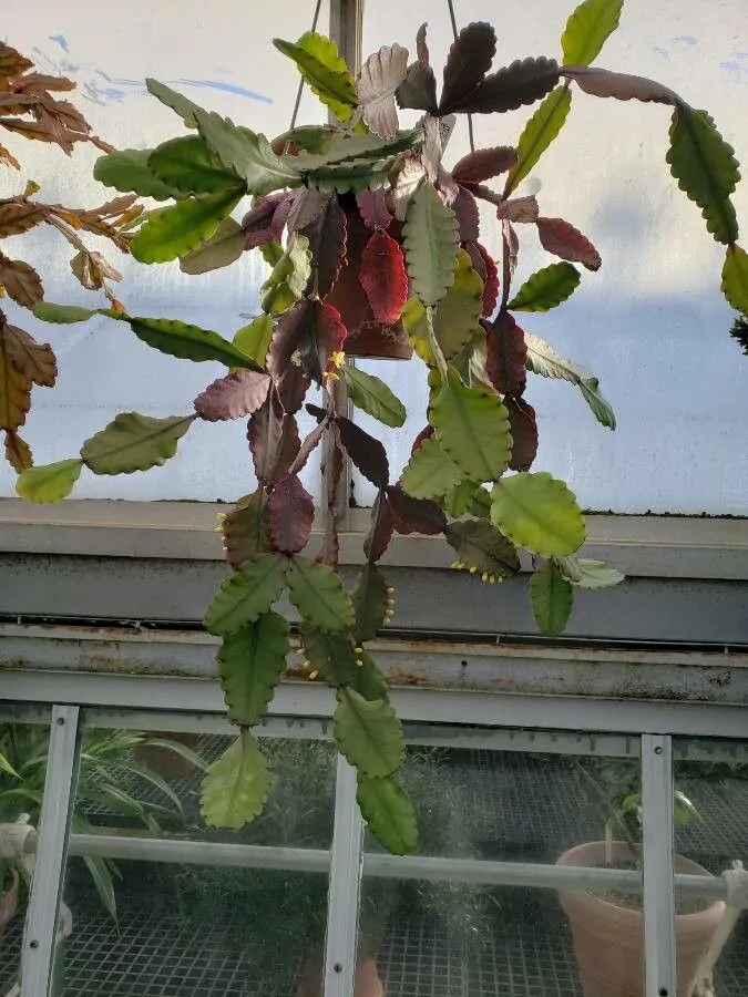 rhipsalis elliptica plant showing characteristic features