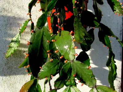 thumbnail rhipsalis elliptica