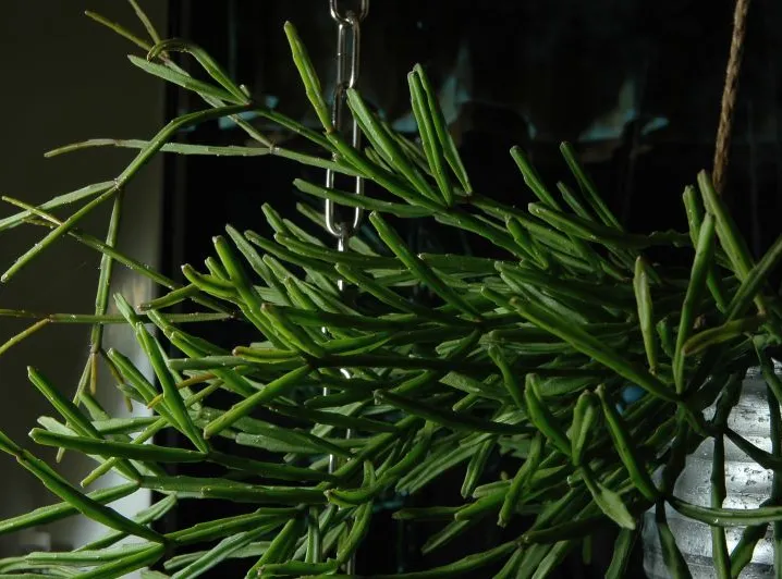 rhipsalis ewaldiana plant showing characteristic features