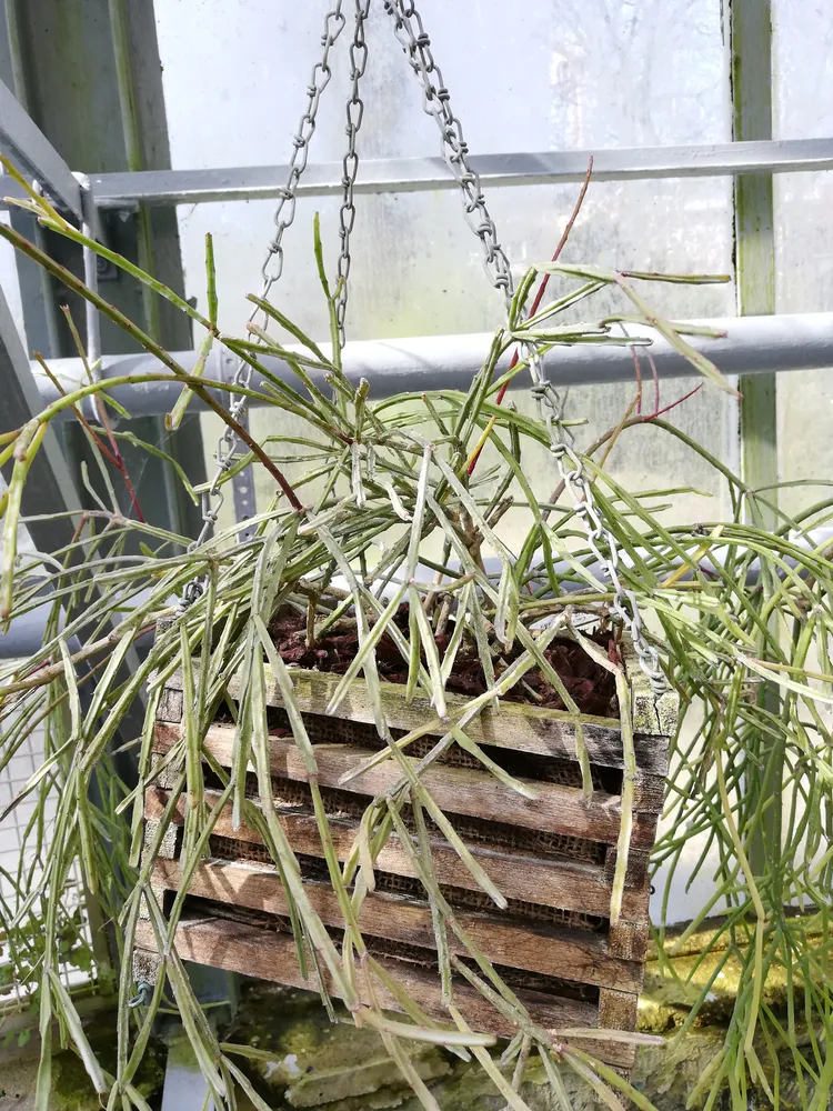 rhipsalis ewaldiana plant showing characteristic features