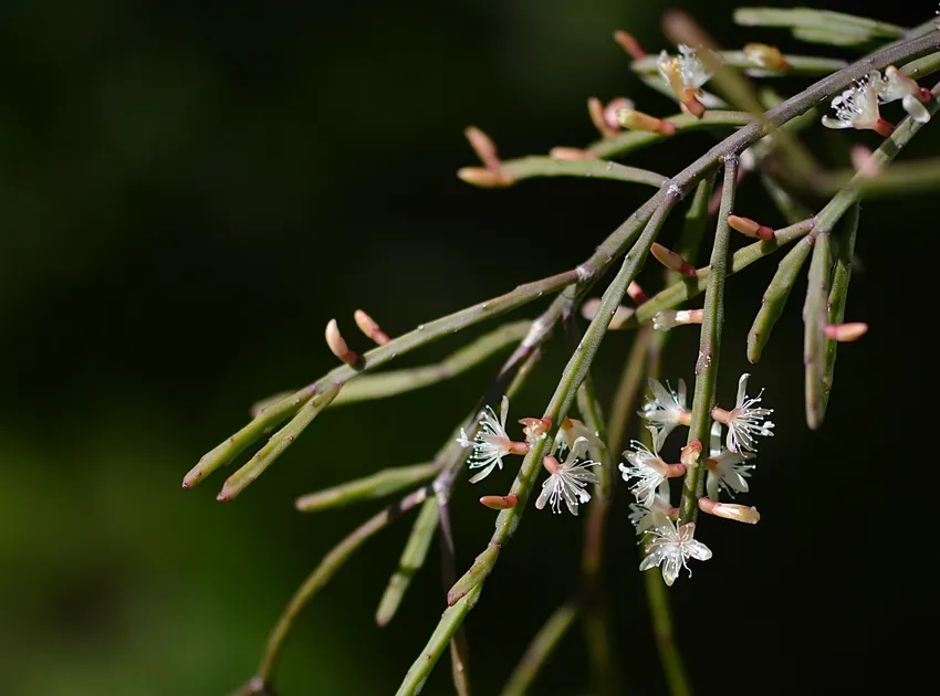 rhipsalis ewaldiana plant showing characteristic features