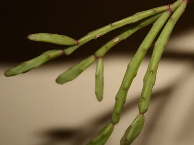 thumbnail rhipsalis ewaldiana