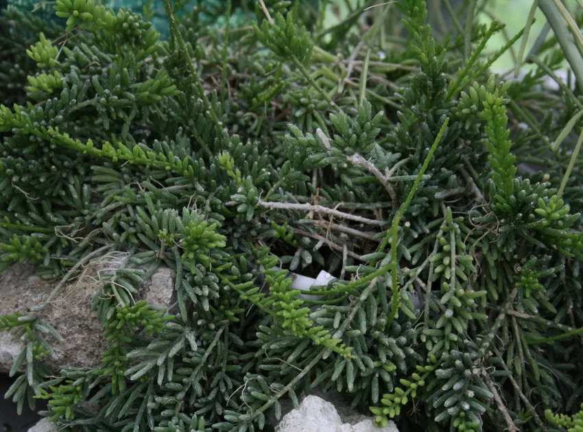 rhipsalis mesembryanthemoides plant showing characteristic features