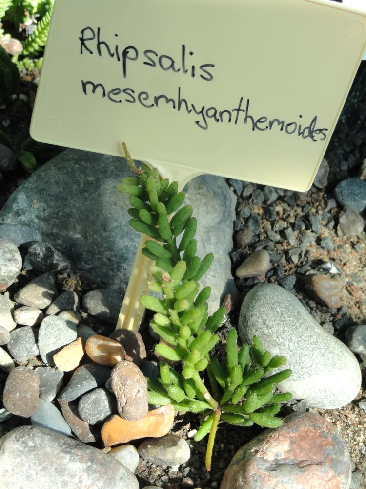 rhipsalis mesembryanthemoides plant showing characteristic features