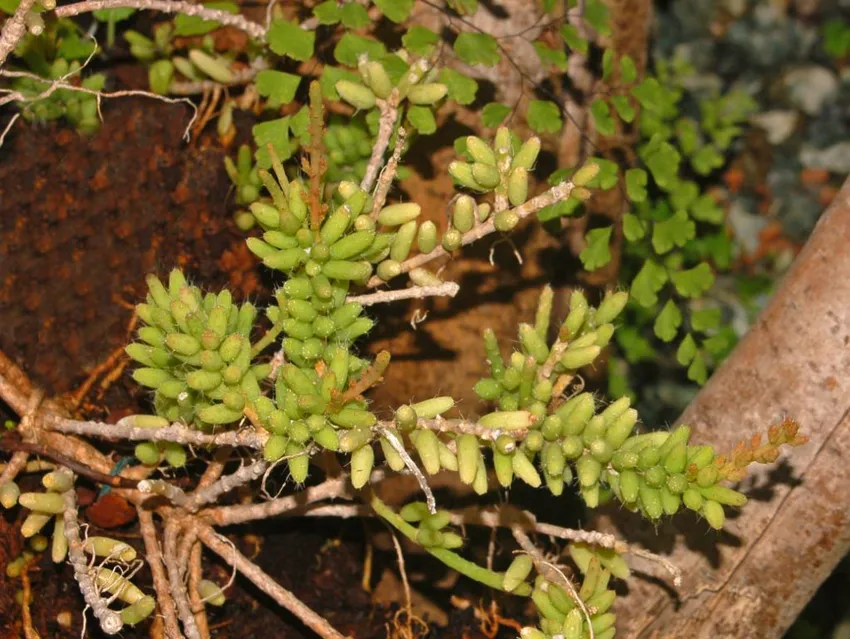 rhipsalis mesembryanthemoides plant showing characteristic features