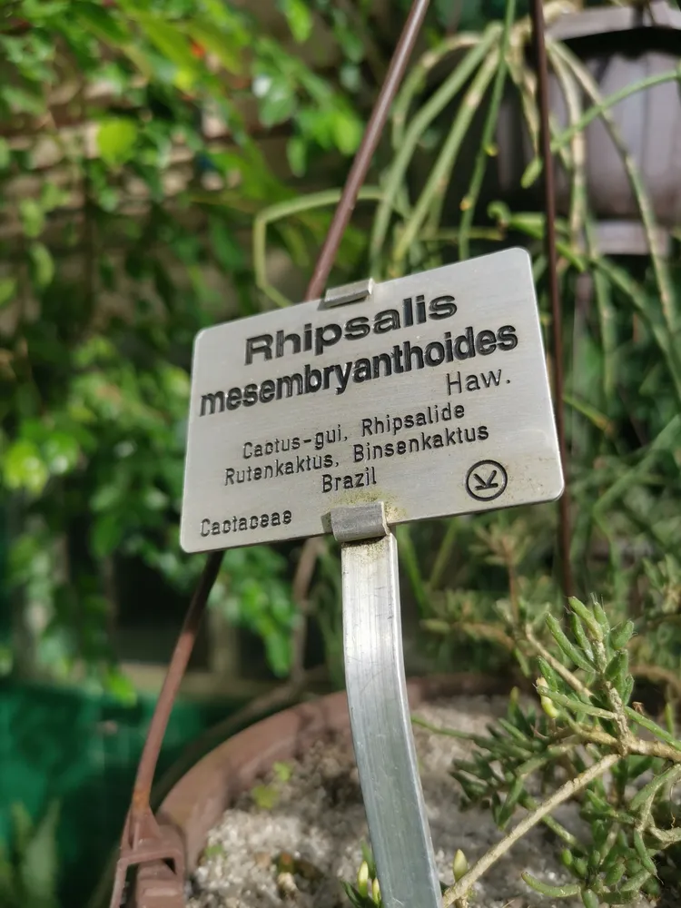 rhipsalis mesembryanthemoides plant showing characteristic features