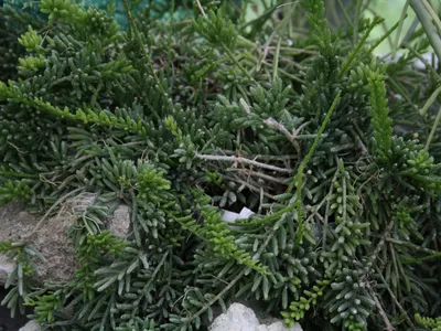thumbnail rhipsalis mesembryanthemoides