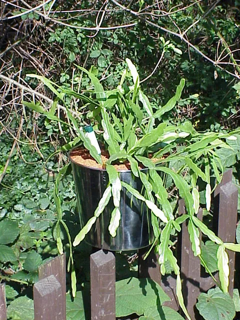 rhipsalis micrantha plant showing characteristic features
