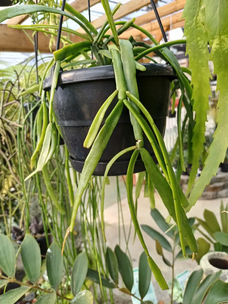 rhipsalis micrantha plant showing characteristic features