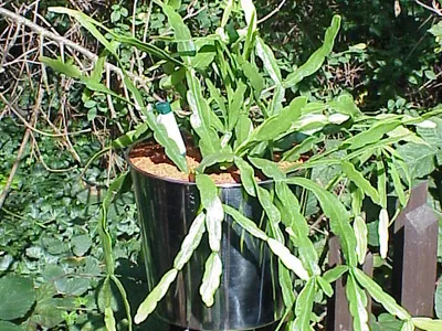 thumbnail rhipsalis micrantha