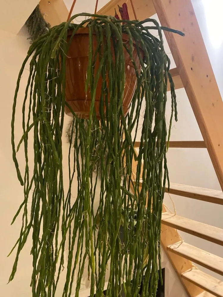 rhipsalis catenulata plant showing characteristic features