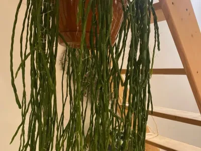 thumbnail rhipsalis pacheco-leonis ssp. catenulata