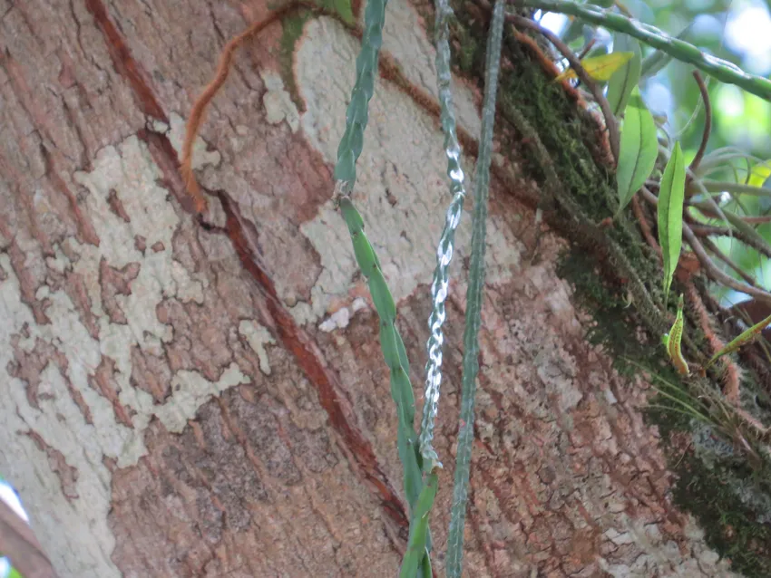 rhipsalis pacheco-leonis plant showing characteristic features