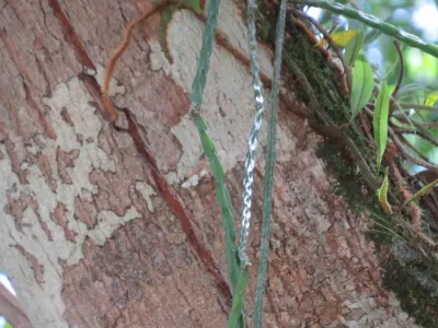 thumbnail rhipsalis pacheco-leonis