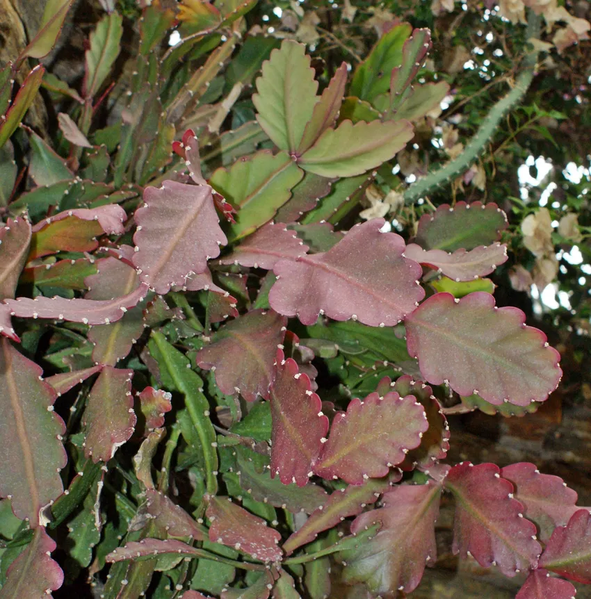 rhipsalis pachyptera plant showing characteristic features