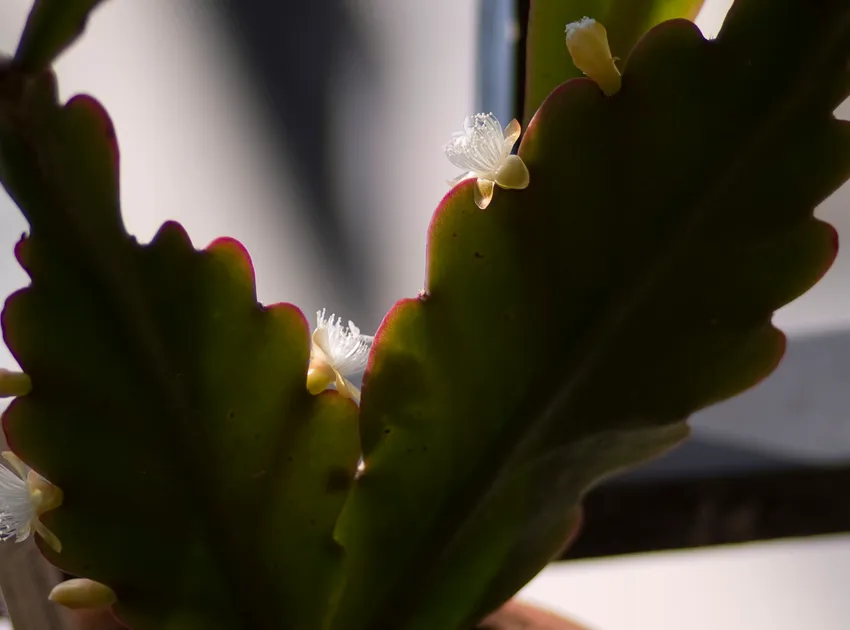 rhipsalis pachyptera plant showing characteristic features