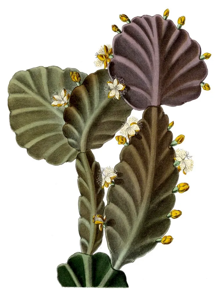 rhipsalis pachyptera plant showing characteristic features