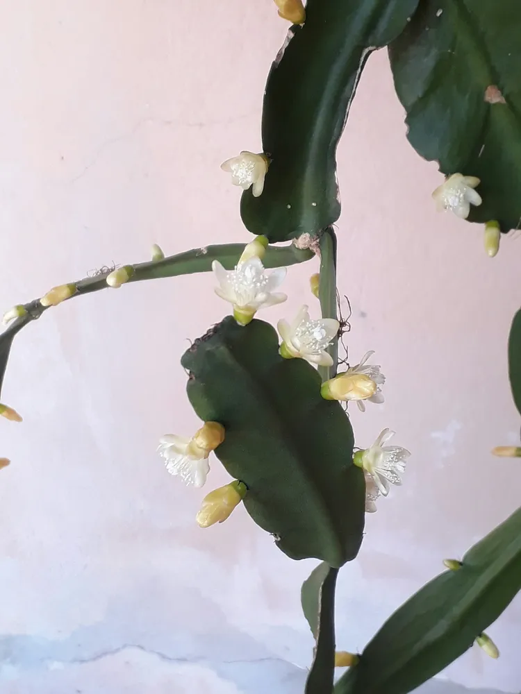 rhipsalis pachyptera plant showing characteristic features