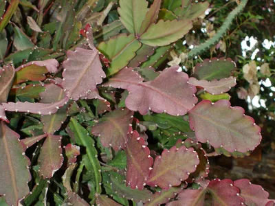 thumbnail rhipsalis pachyptera