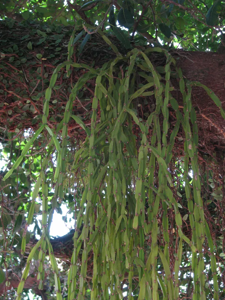 rhipsalis paradoxa plant showing characteristic features