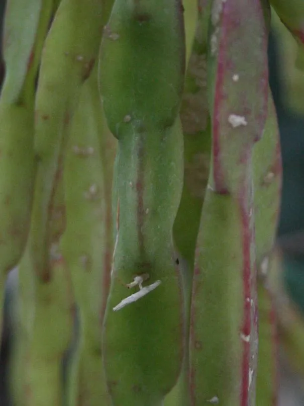 rhipsalis paradoxa plant showing characteristic features