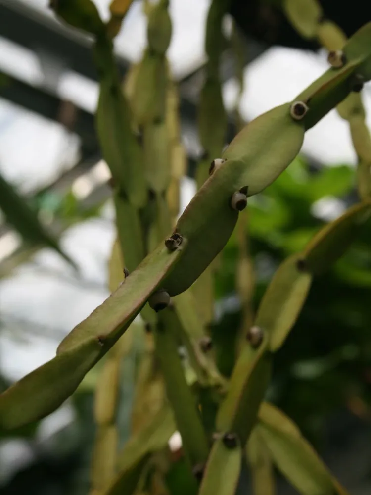 rhipsalis paradoxa plant showing characteristic features