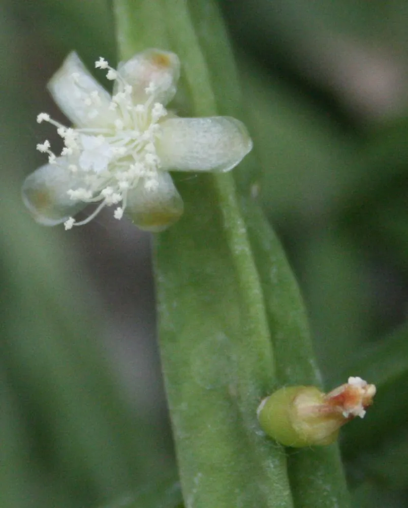 rhipsalis pentaptera plant showing characteristic features