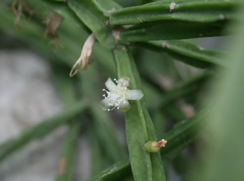 rhipsalis pentaptera plant showing characteristic features
