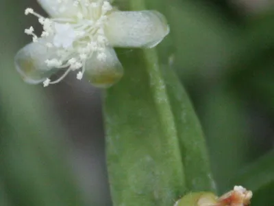 thumbnail rhipsalis pentaptera