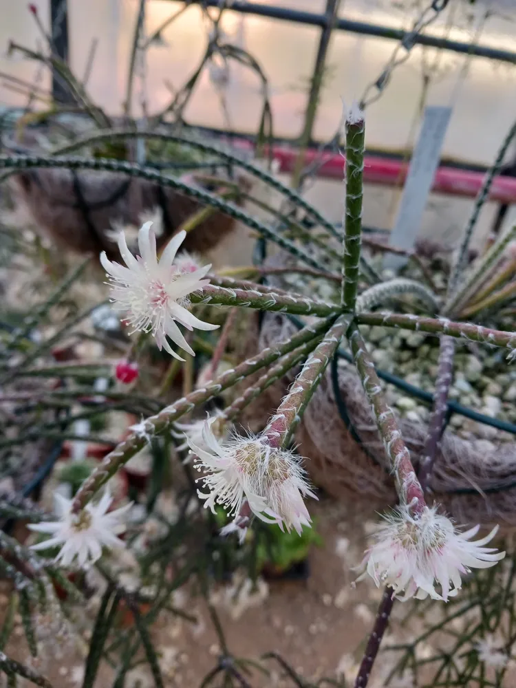 rhipsalis pilocarpa plant showing characteristic features