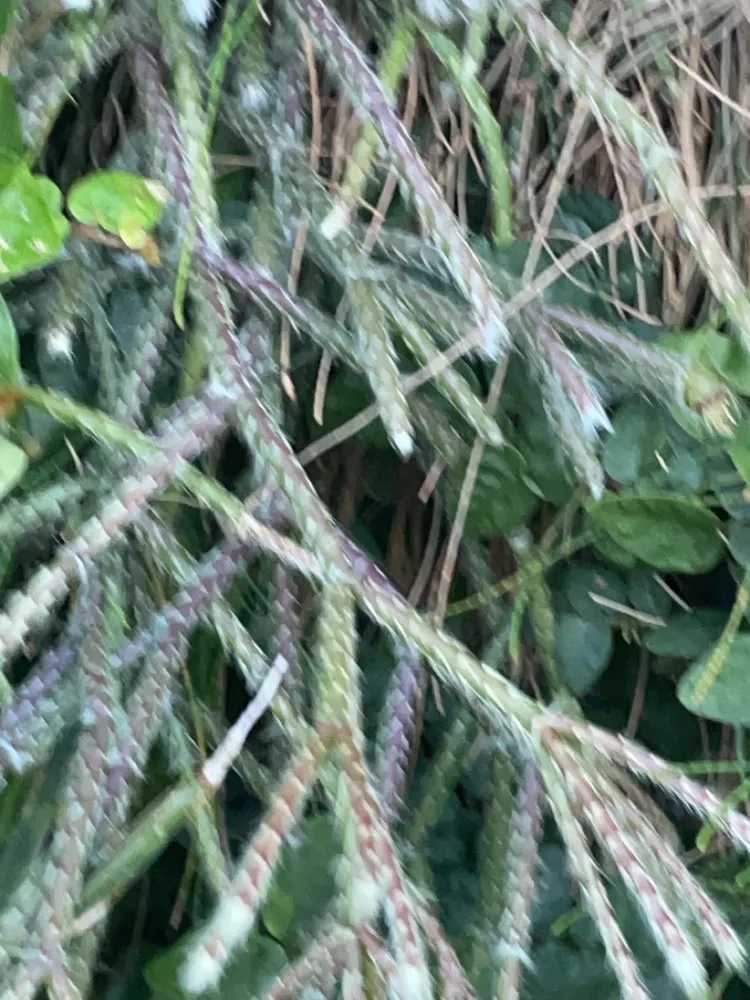 rhipsalis pilocarpa plant showing characteristic features